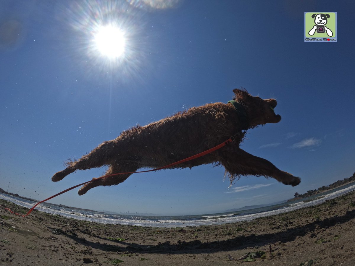 GoProCharlie1's tweet image. GoPro Charlie sez my momz got mad #goprohero10 #photography skillz! 🐶🚀🙌📸🙌😎 here’s high flying Coco and Luna! 🐶🚀🎾😎 #gopro #goprodogs #goprocharlie #dogcelebration #landofdogs #dogsoftwitter 🐶🙌📸🙌😎