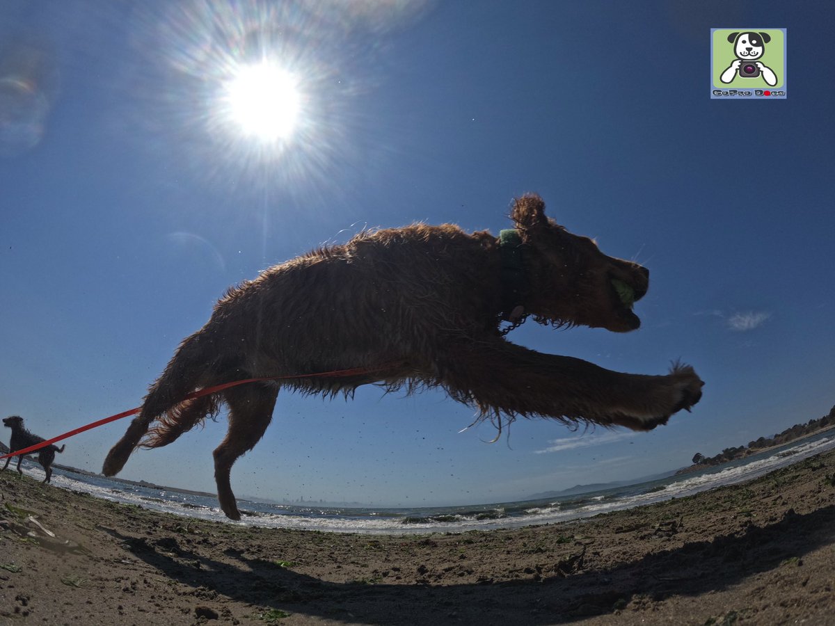 GoProCharlie1's tweet image. GoPro Charlie sez my momz got mad #goprohero10 #photography skillz! 🐶🚀🙌📸🙌😎 here’s high flying Coco and Luna! 🐶🚀🎾😎 #gopro #goprodogs #goprocharlie #dogcelebration #landofdogs #dogsoftwitter 🐶🙌📸🙌😎