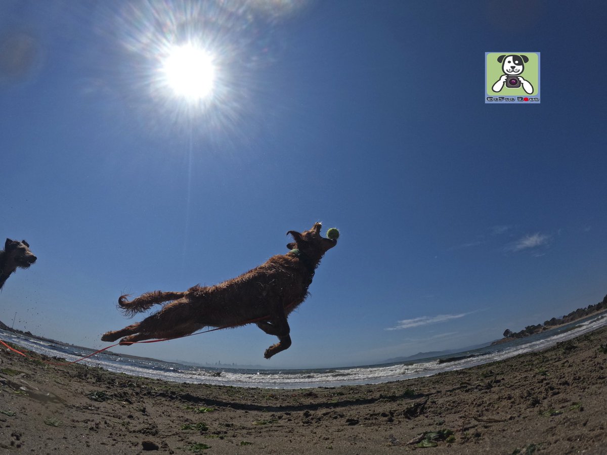 GoProCharlie1's tweet image. GoPro Charlie sez my momz got mad #goprohero10 #photography skillz! 🐶🚀🙌📸🙌😎 here’s high flying Coco and Luna! 🐶🚀🎾😎 #gopro #goprodogs #goprocharlie #dogcelebration #landofdogs #dogsoftwitter 🐶🙌📸🙌😎