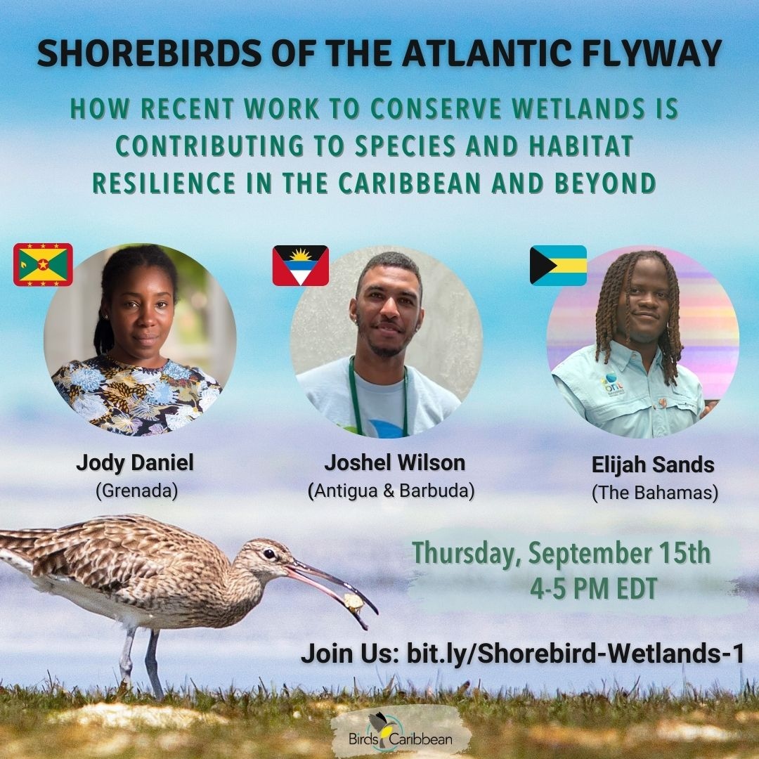 Birds Caribbean tweet media