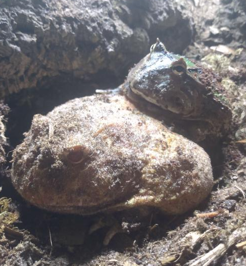 gunk_pop's tweet photo. holy fuck 
look at my frogs https://t.co/XrlDy4qKL5