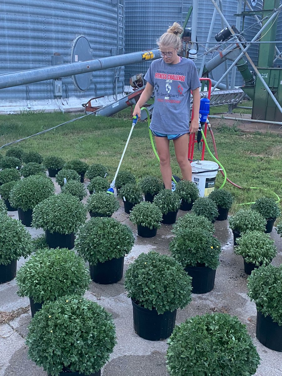 Look no further than an FFA member for your fall decorating!

Learn more about Morgan Bonifas, Aurora FFA member, and her Supervised Agricultural Experience, which involves mums.
buff.ly/3cZ1OZG