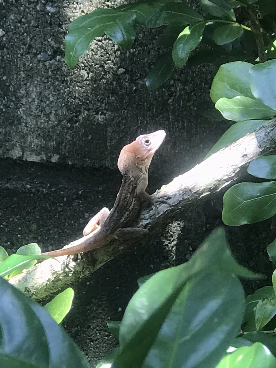 MiBonao's tweet photo. El lagarto anolis crestado o abaniquillo crestado (Anolis cristatellus) #anolis #crestado #MiBonao #lagarto #delpatio https://t.co/oo7jVbNyqX