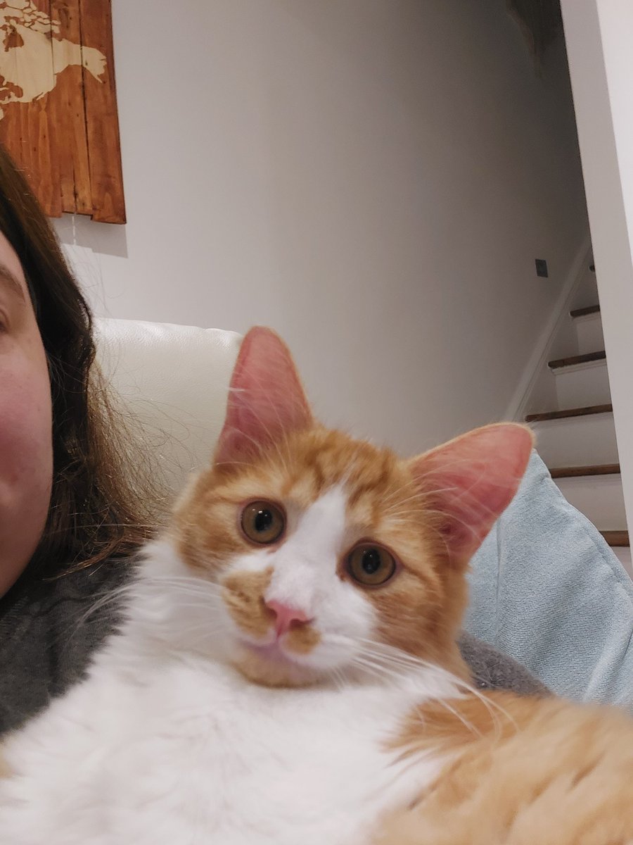 spangle_spang's tweet photo. When you kitten sitting for a friend and @PHATTPANTZ is live so teaching him about gta rp and twitch ect. He keeps trying to get the car lol https://t.co/v9PwV3bYY9