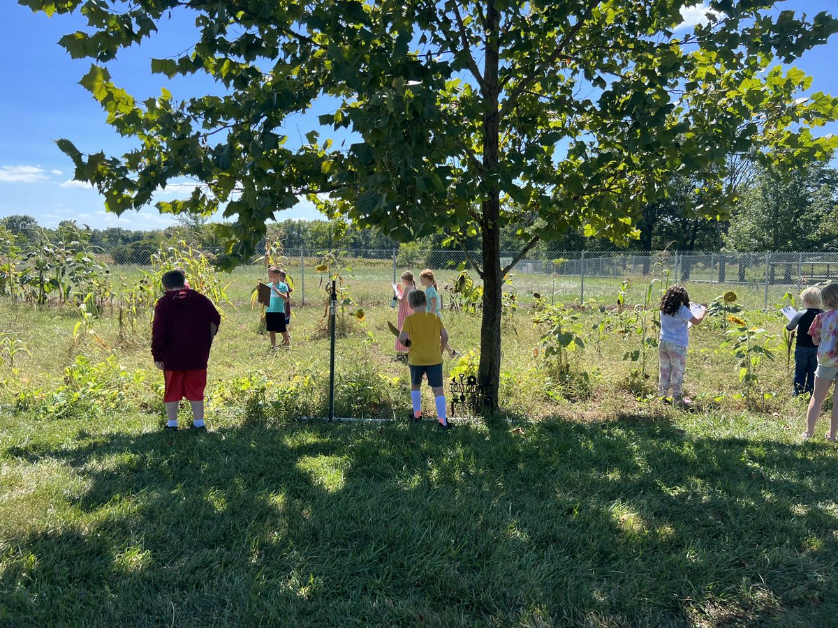 Our TMP field has pumpkins, corn, and sunflowers. The learning possibilities are endless! <a href="/twomileprairie/">Two Mile Prairie Elem</a> #placebased #cpsbest #scholarsfirst