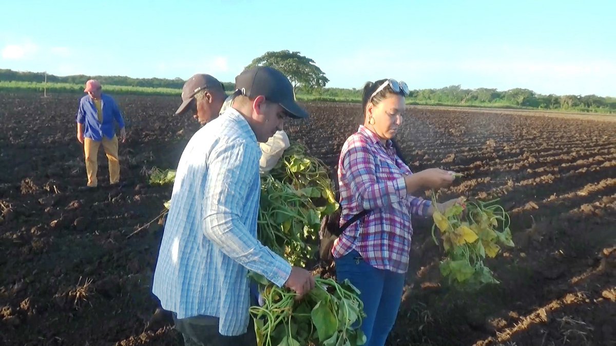 Con la plantación de cultivos de ciclos cortos durante la actual campaña de siembra de frío, iniciada en Camagüey se contribuye a que la población garantice productos para fin de año, un programa que debe fortalecerse aún más...#Camaguey