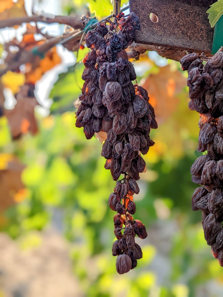 grapetweets's tweet photo. Spontaneous dry-on-vine is a newer trait being pursued by #raisin #grape breeders as it offers considerable labor savings compared to other varieties whose grapes must be separated from the vine to dry https://t.co/dHRo66PILx