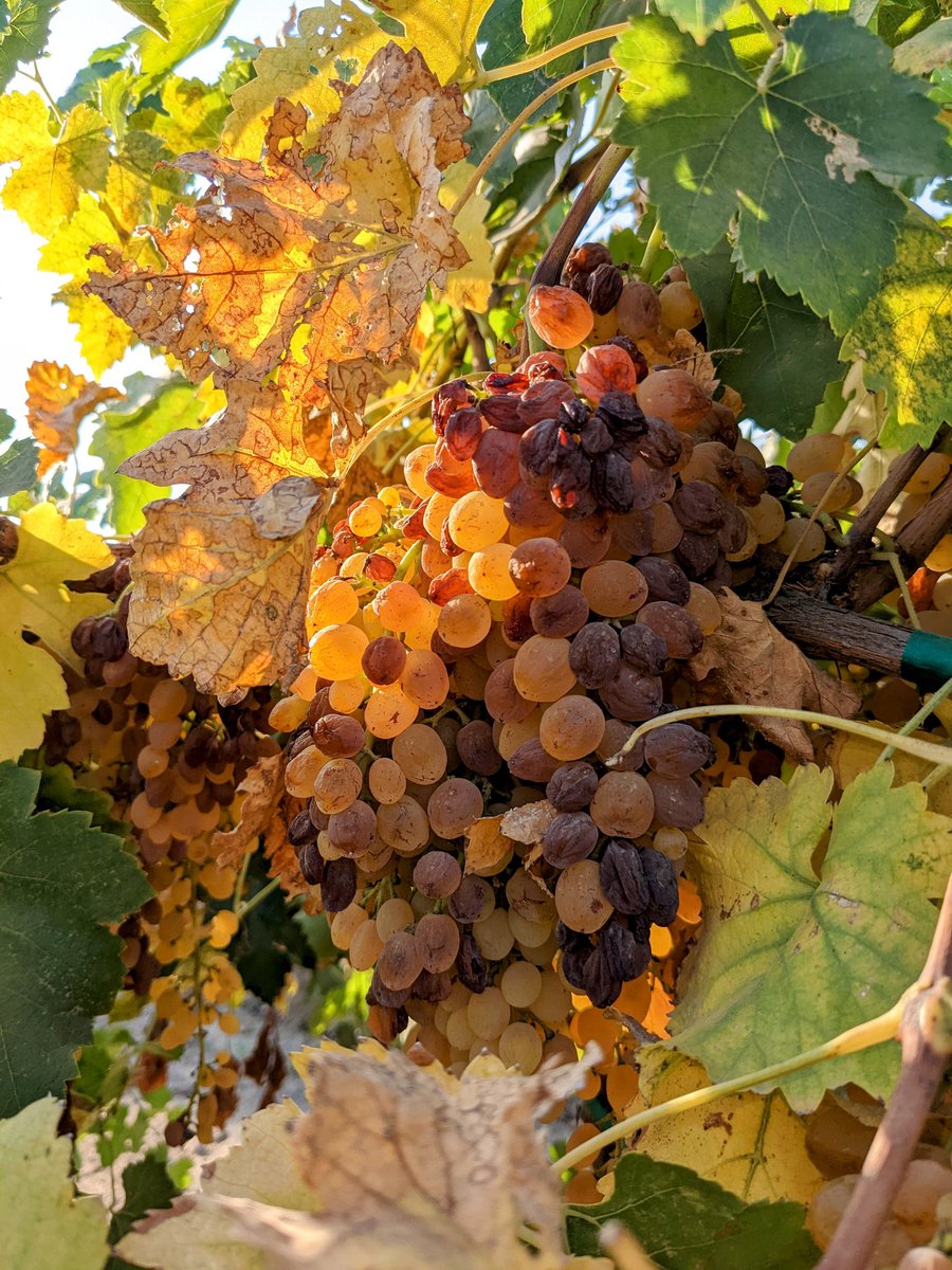 grapetweets's tweet photo. Spontaneous dry-on-vine is a newer trait being pursued by #raisin #grape breeders as it offers considerable labor savings compared to other varieties whose grapes must be separated from the vine to dry https://t.co/dHRo66PILx