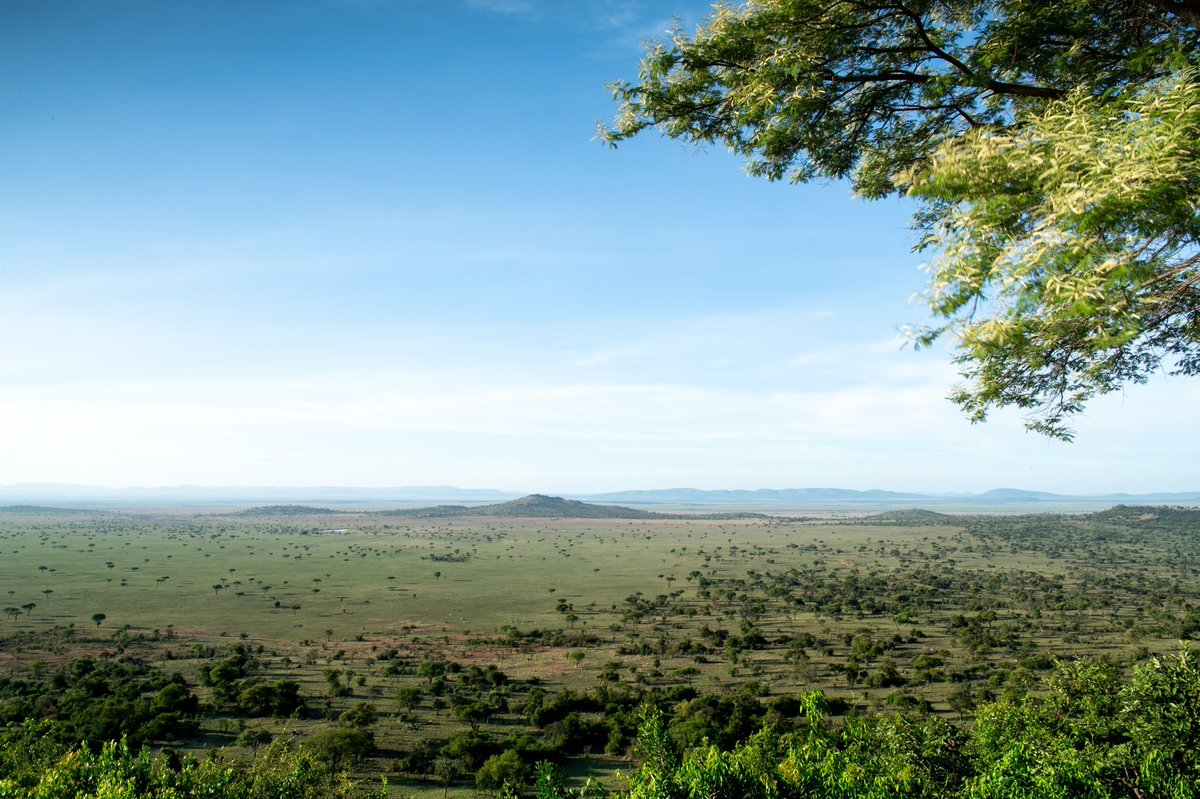 Singita_'s tweet photo. A celebration of food at Singita Sasakwa in four photos: A simple and nourishing plate, where it comes from, how we create it, and most importantly, a view across the plains of the Serengeti from your seat. Read more about our food journey: https://t.co/LG7eBa8LG1 https://t.co/j4NK0M59Ts