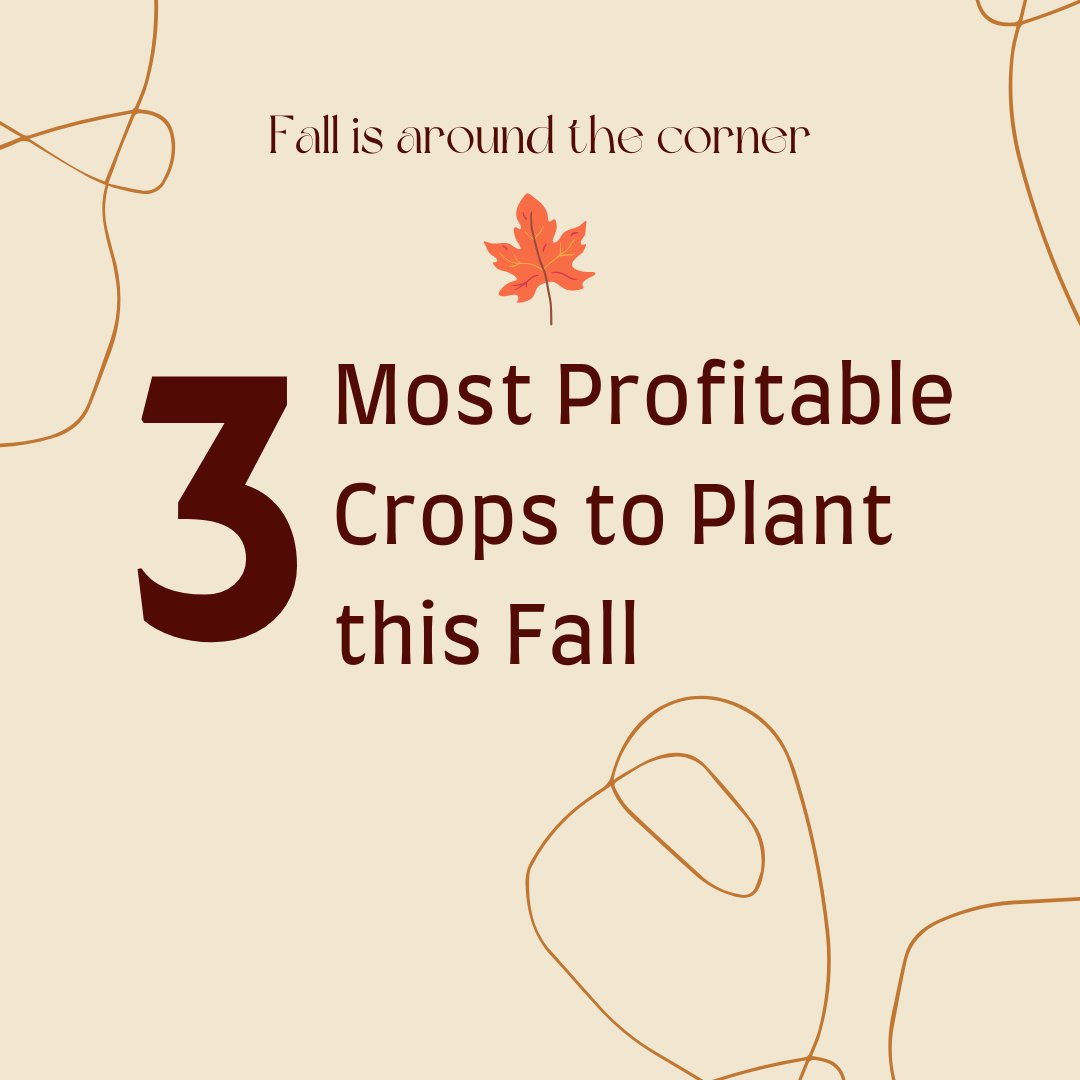 farmbrite's tweet photo. Days are shorter and the harvest is almost done, but now's the time for fall planting.

Check out https://t.co/QN8zgbiCV7 to learn about the 3 most profitable crops to plant this fall.

#crops #fall #farming #gardening #planting #fall_planting #autumn #fallplanting #farm #garden https://t.co/dwuBG4PRMJ