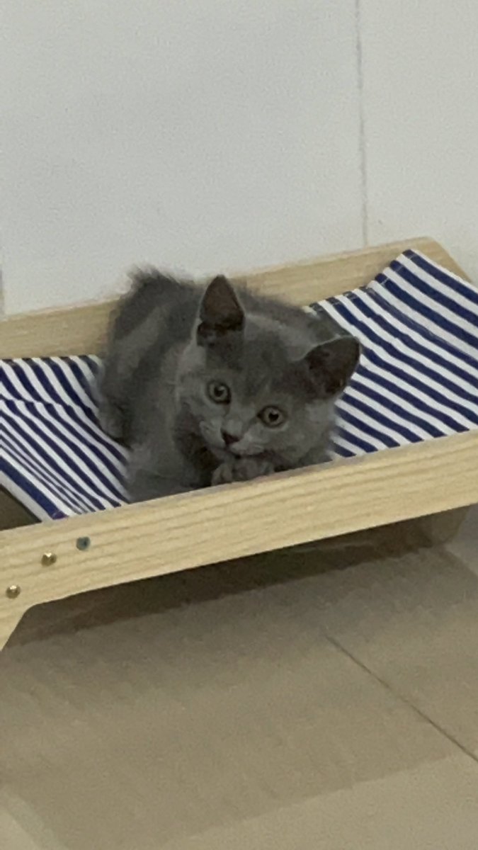 小猫咪也会和妈咪一样有烦恼吗？ https://t.co/epxOBrNNUG