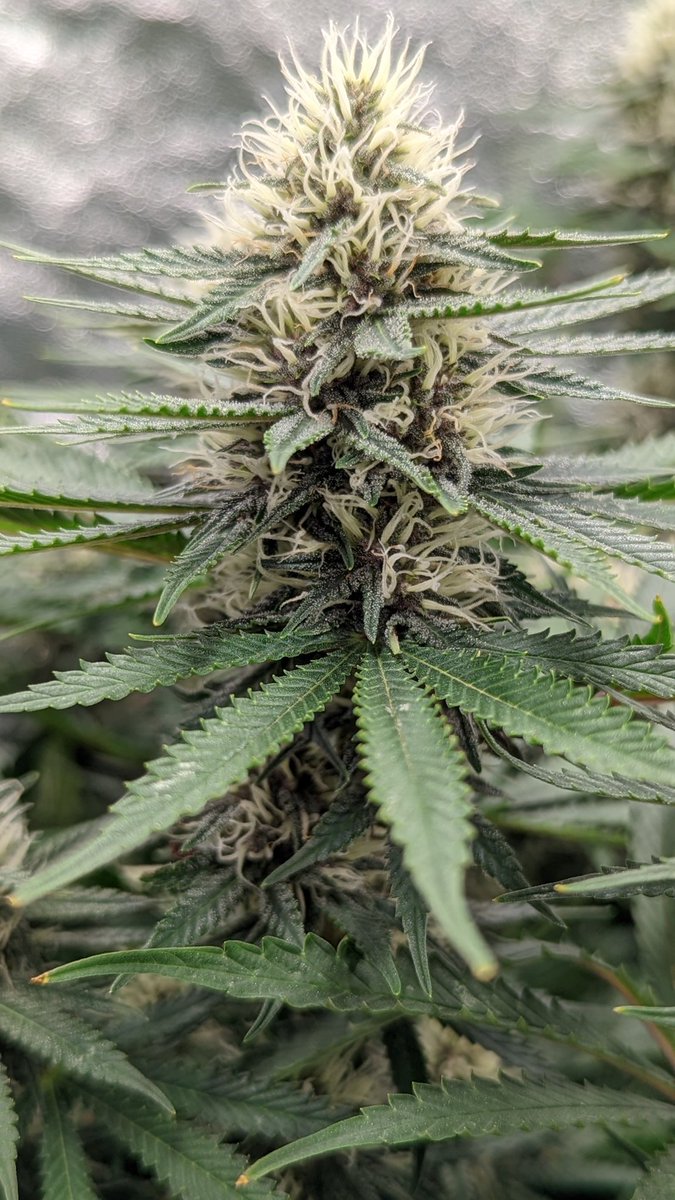 TempleGrower's tweet photo. Forbidden Dream at 31 days. 😍 This lady will end up dark purple and her resin leaves your fingers smelling like grapefruit for hours! Forbidden Fruit x Geist OG = 😋🌱
#GrowYourOwn #Cannabis #MonsterCrop https://t.co/OYVODr9EjX