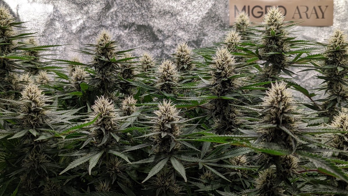 TempleGrower's tweet photo. Forbidden Dream at 31 days. 😍 This lady will end up dark purple and her resin leaves your fingers smelling like grapefruit for hours! Forbidden Fruit x Geist OG = 😋🌱
#GrowYourOwn #Cannabis #MonsterCrop https://t.co/OYVODr9EjX