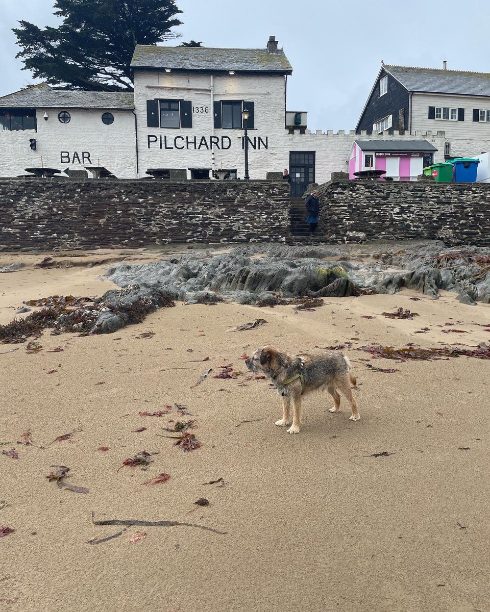 SkipperTheBear's tweet photo. Wet zoomed on #BurghIsland and at #BigburyOnSea. Had some sniffs &amp; some noms in the #PilchardInn https://t.co/zD5IzvDnnB