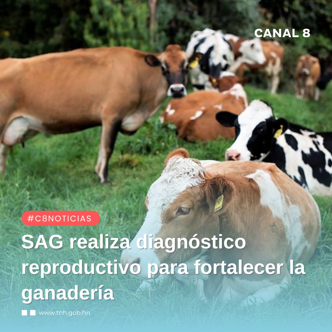 Canal8_hn's tweet photo. #C8Noticias 🐄 Con el objetivo de elevar la competitividad del rubro, en el departamento de Copán, la @saghonduras realizó un diagnóstico reproductivo en las fincas ganaderas.

🔗 𝐄𝐧𝐥𝐚𝐜𝐞:
https://t.co/YwUYDE4P2f

#Diagnosticoreproductivo #SAGDICTA https://t.co/7RHLLTRE6F