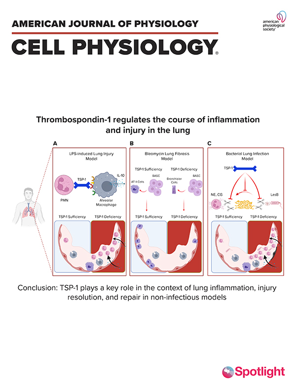 APSPublications's tweet photo. The matricellular protein thrombospondin-1 in lung inflammation and injury (Tabary et al. @PittHealthSci) - new mini-review in @AJPCell with Spotlight Cover!
https://t.co/OmiOLPLOgR
#lunginflammation #lunginjury https://t.co/LjHTQxSlb7