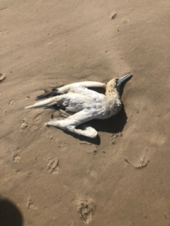 More dead gannets washing up on beaches due to avian influenza outbreak. Best advice if you see a sick or distressed seabird is to keep your distance and notify Irish Department of Agriculture, Food &amp; the Marine.
