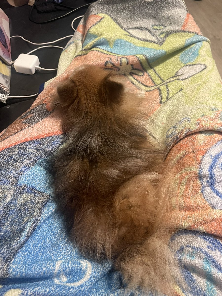 Serenity2326's tweet photo. When you're injured at work and can't walk much 😪 this little lady (Myla) did not leave my side since I got home yesterday. She was even careful not to lean on my bad leg #spedlife #misswork #mylagirl https://t.co/fJtOyG7FDx
