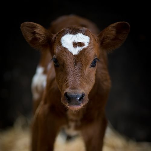 Eli görmeyen kişi, 
Yazıyı kalem yazdı sanır. 
ALLÂH’ın kudretini görmeyen kişi, 
Meyveyi ağaç yaptı sanır.

- Hz. Mevlâna