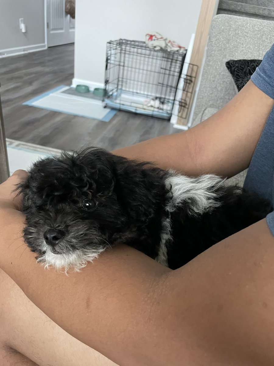itsPeeBee's tweet photo. Puppy available! If interested DM me. ☺️ 11 weeks old male Shih-poo! #shihpoo #ShihTzu #Poodle #mixbreed #Nashvilletn https://t.co/yaoZvj6TAj