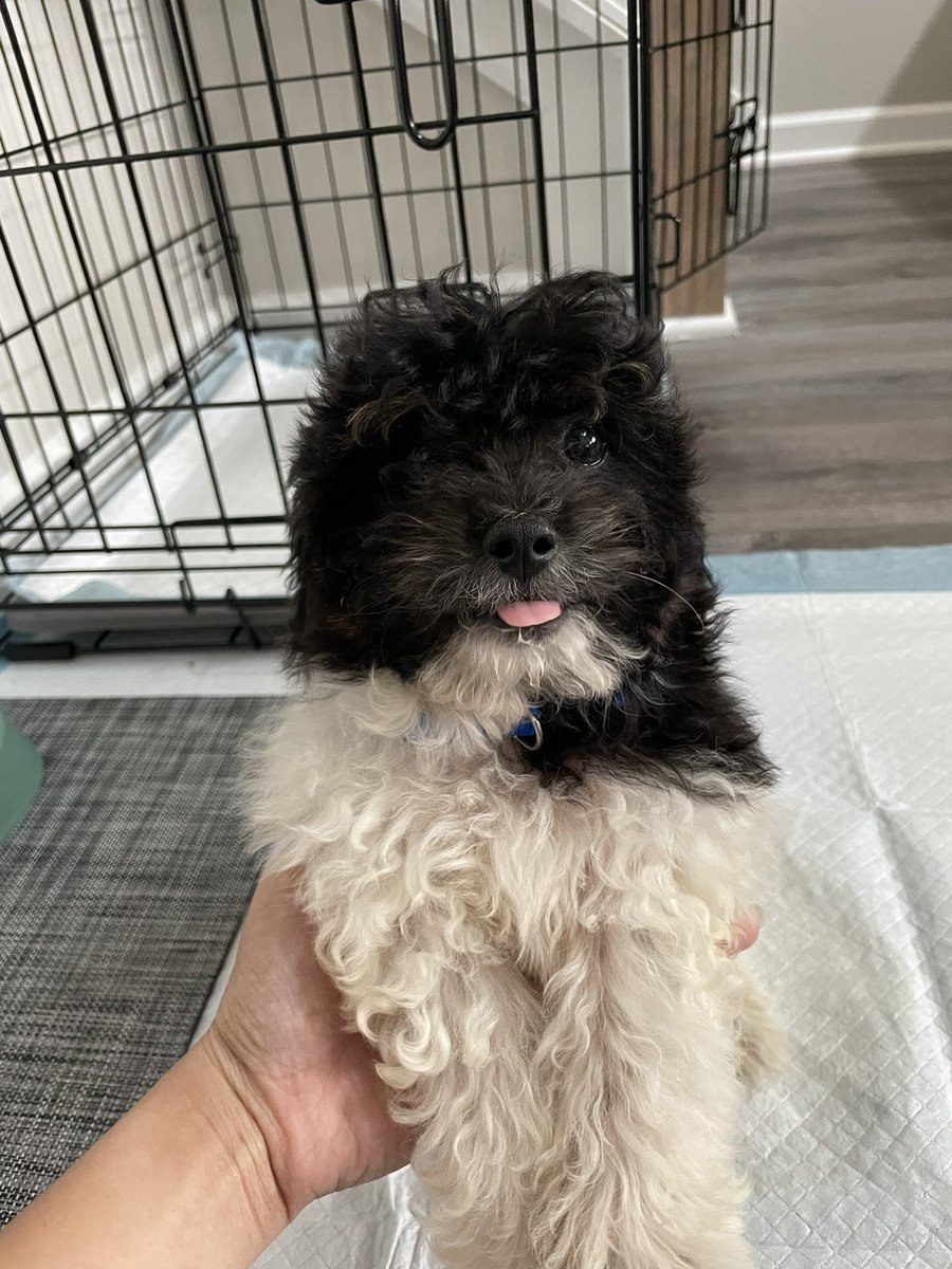 itsPeeBee's tweet photo. Puppy available! If interested DM me. ☺️ 11 weeks old male Shih-poo! #shihpoo #ShihTzu #Poodle #mixbreed #Nashvilletn https://t.co/yaoZvj6TAj