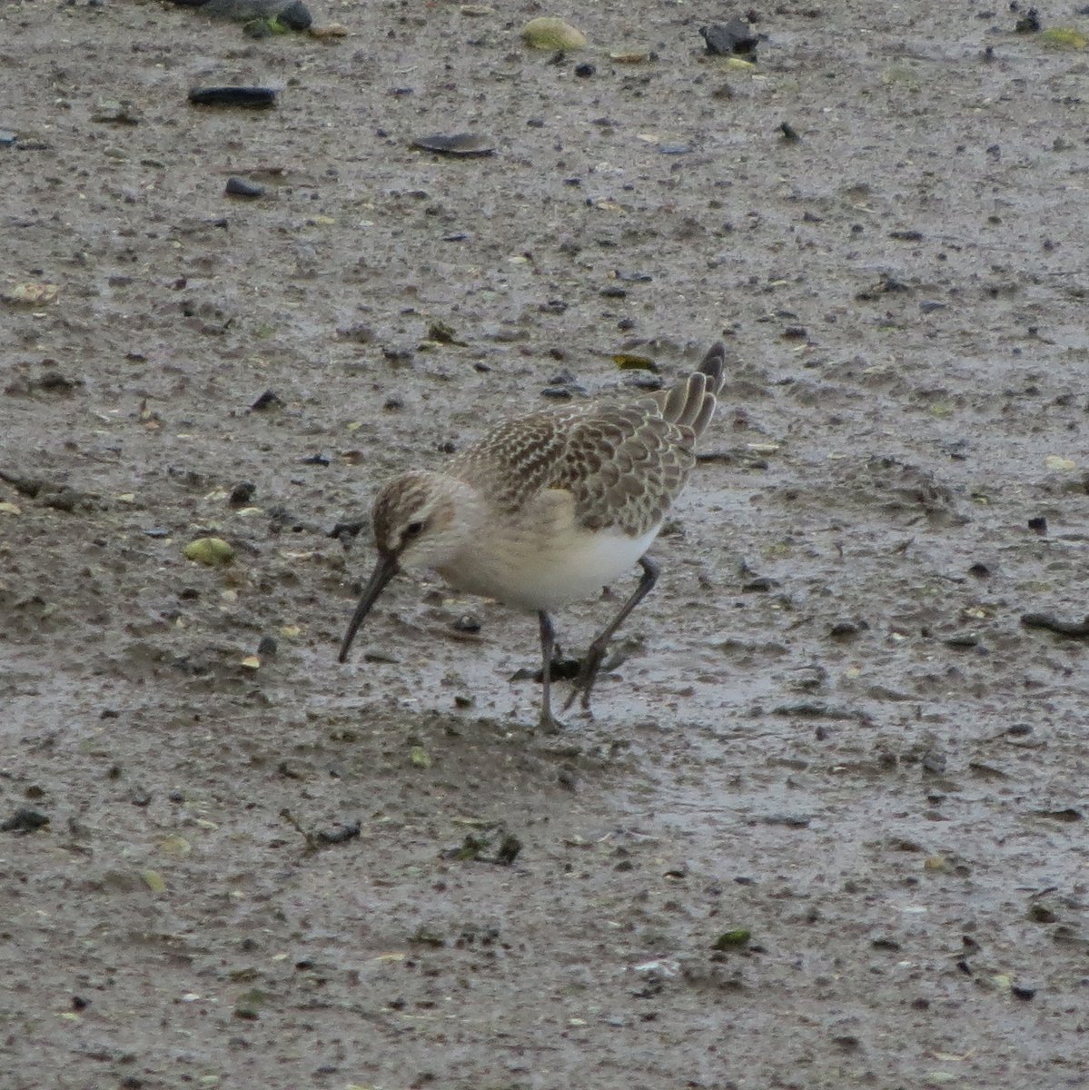 Aberlady - 1 juv Black Tern, 1 juv Little Gull, 3 juv Curlew Sandpiper, 4 Arctic Skua, 2 Greenshank.
Musselburgh early morning - 5 juv Little Stint (also yesterday) 2 Juv Curlew Sandpiper, 2 LRP still. 
Gosford Bay - at least 4 Red-necked Grebe, 5 Red -throated Diver