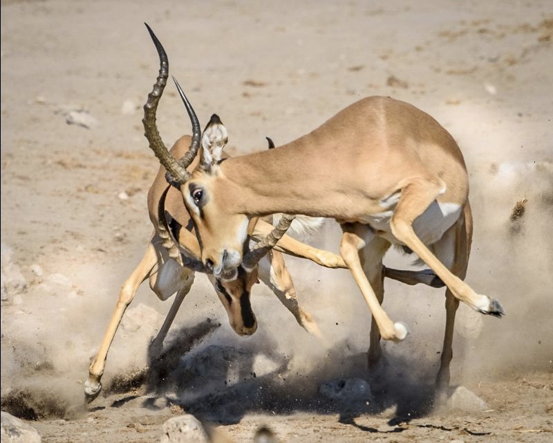 OngavaLodge's tweet photo. Spellbinding photography, and a longstanding Ongava booking policy is terminated - https://t.co/0mvBokFJdc
#ongava #conservation #namibia #etosha #africa #wildlife #safari #listentonature https://t.co/LYJ5FqPkGp