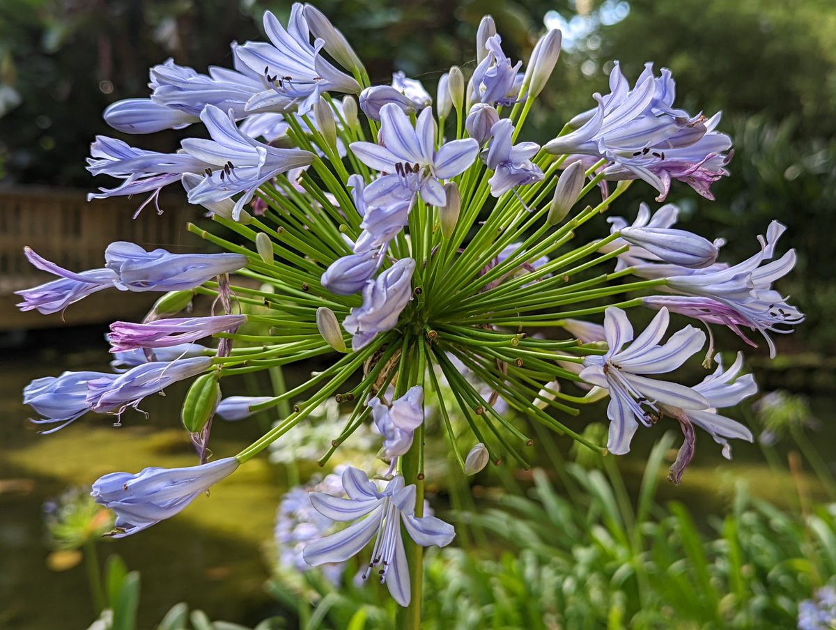 1amazingnature's tweet photo. Hope everyone is having a lovely day. Don't forget to watch and subscribe to Amazing Nature Scenes on #YouTube anywhere you stream. Thank you everyone for being on this journey with us. 1 hour #4K - #nature #Relaxation videos with with #meditation Music: https://t.co/7yoUnDIHpd https://t.co/xiklHA5jqD