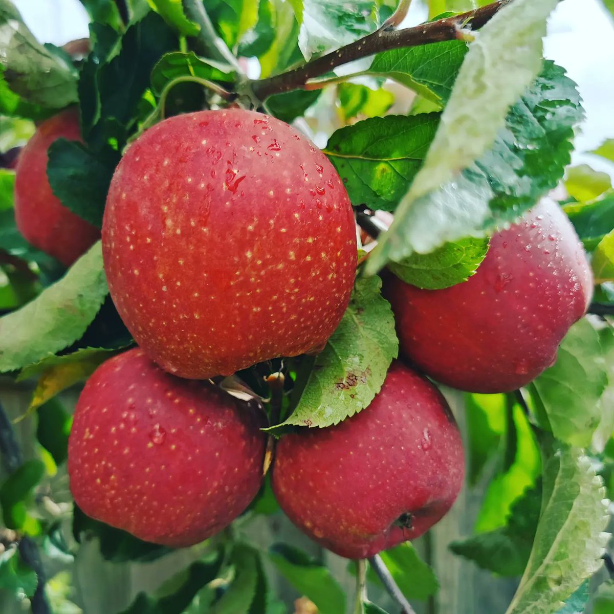 joelaine1013's tweet photo. From my tree to my plate. We bought our tree as a tiny sapling for ยฃ4.99 from @lidlgb 8 years ago and it's absolutely thriving! The apples taste absolutely delicious when cooked. #apples #appletree #applecake #fruittree #fromtreetotable #growyourown https://t.co/Hw4jI173BA
