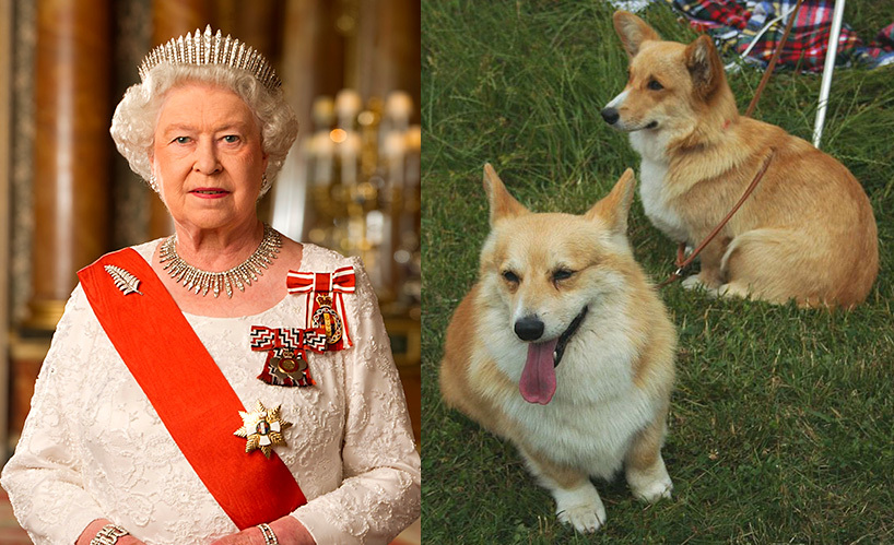 what breed of dog does the queen of england have