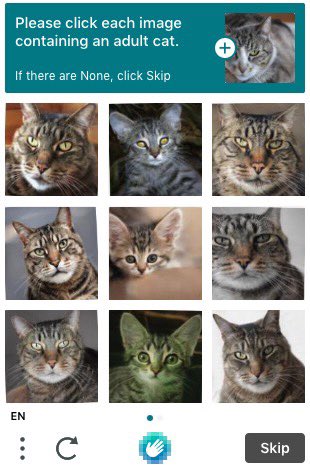 nftswithtom's tweet photo. How am I supposed to know when a cat is an adult?? https://t.co/eqbW5qHfez