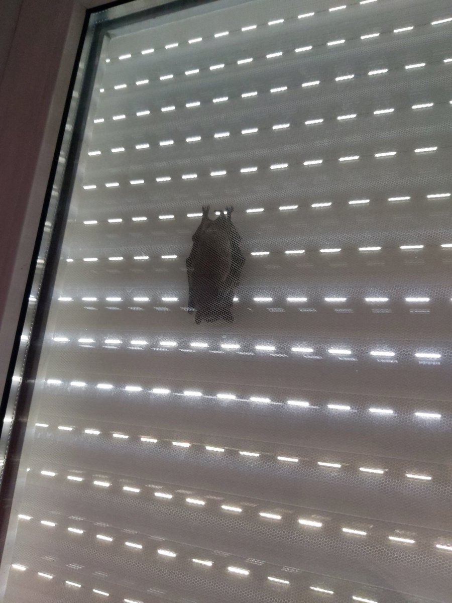 Engineer Stargrazer (@stargrazerling) on Twitter photo <a href="/lamb__cakes/">Bah Berry Muffin 🌙</a> We had one yesterday too, it was sleeping between the window and the outside screen! <a href="/lamb__cakes/">Bah Berry Muffin 🌙</a> We had one yesterday too, it was sleeping between the window and the outside screen!