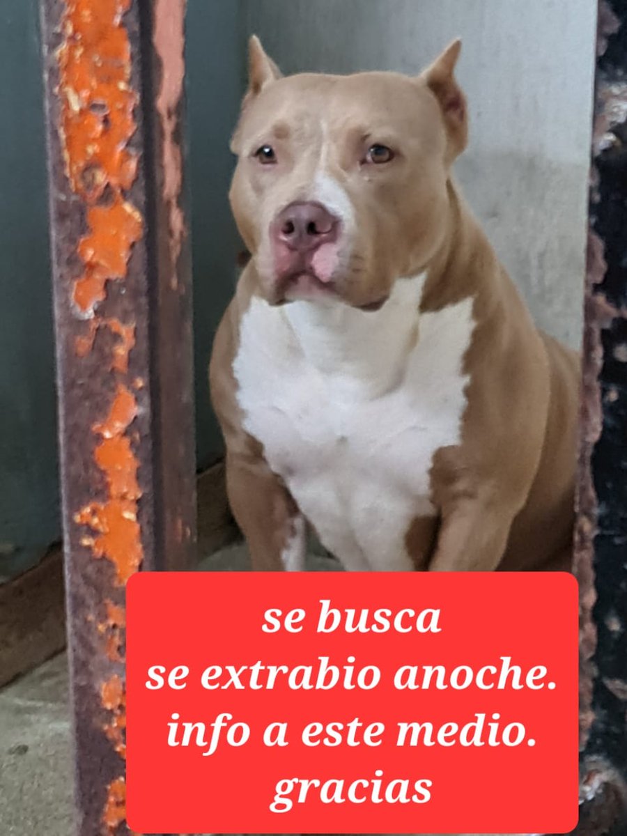 lencho111's tweet photo. Se extravío ayer durante la tormenta eléctrica en la 1ra calle A Colonia El Progreso zona 11, American Bully talla XL se llama Luna, compartir por favor.
@amilcarmontejo @Ronald_MacKay https://t.co/yw4t28oWu0