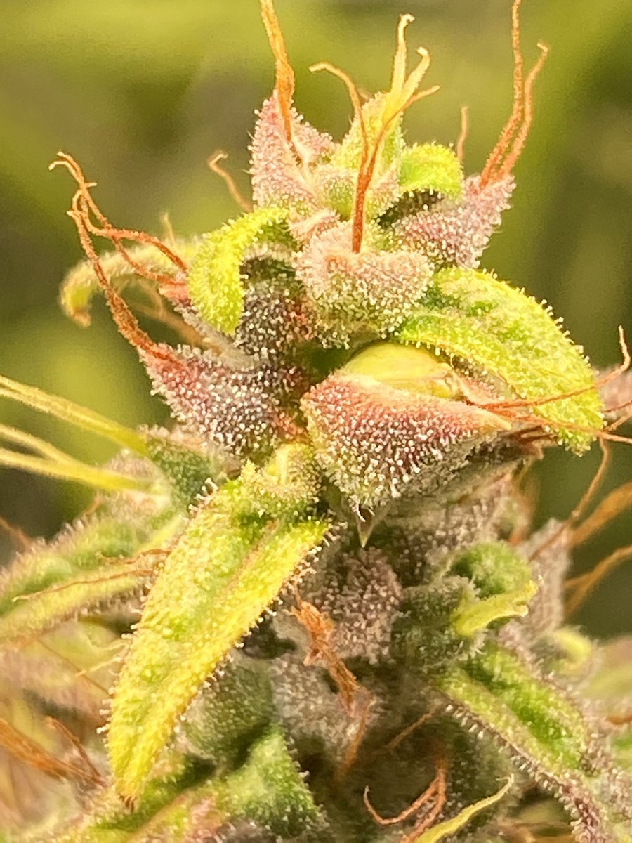 terpytrichomes's tweet photo. Peep the seed!! 👀 this is a cross of First Class Genetic’s male Drago with a female Raspberry Cheesecake CBD. Having fun with the breeding projects this summer🧬🧬🧬

#Mmemberville #CannabisCommunity #growyourown #genetics #organiclivingsoil https://t.co/4YJOmhVV15