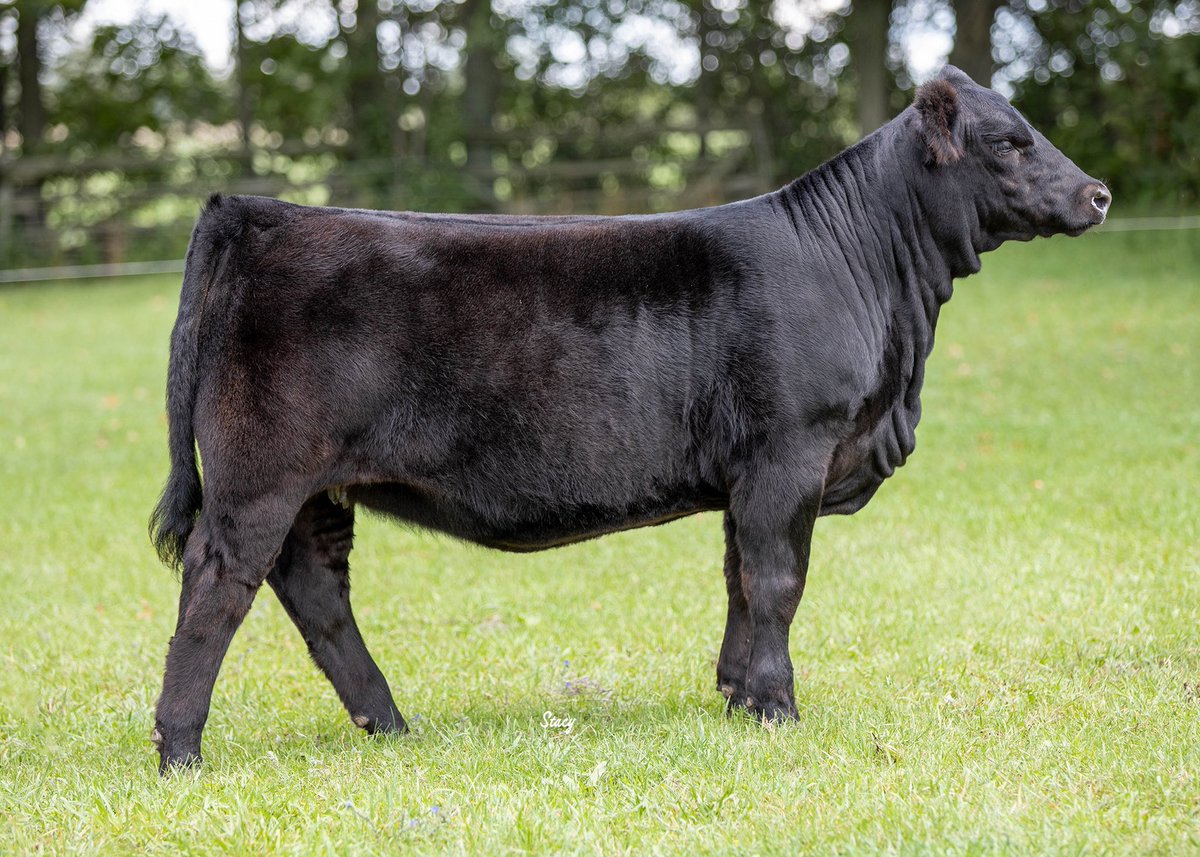 outsetcattleco's tweet photo. This pair is on 🔥 don’t miss the opportunity to jump in on the excitement October 16 at RPCC Fall Gala  #simmental @OntSimmental @CdnSimmental @Bohrson https://t.co/pVZ7Fvu3Ku
