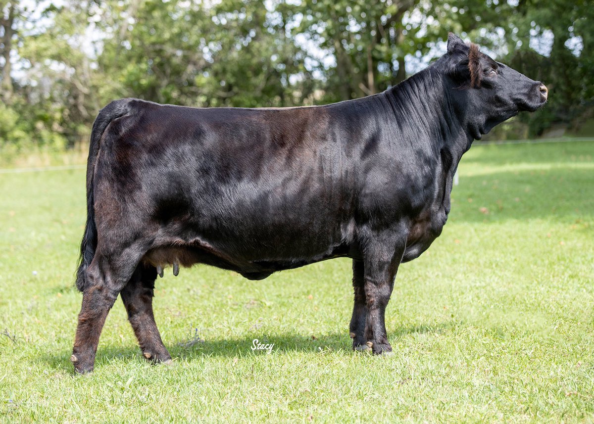 outsetcattleco's tweet photo. This pair is on 🔥 don’t miss the opportunity to jump in on the excitement October 16 at RPCC Fall Gala  #simmental @OntSimmental @CdnSimmental @Bohrson https://t.co/pVZ7Fvu3Ku