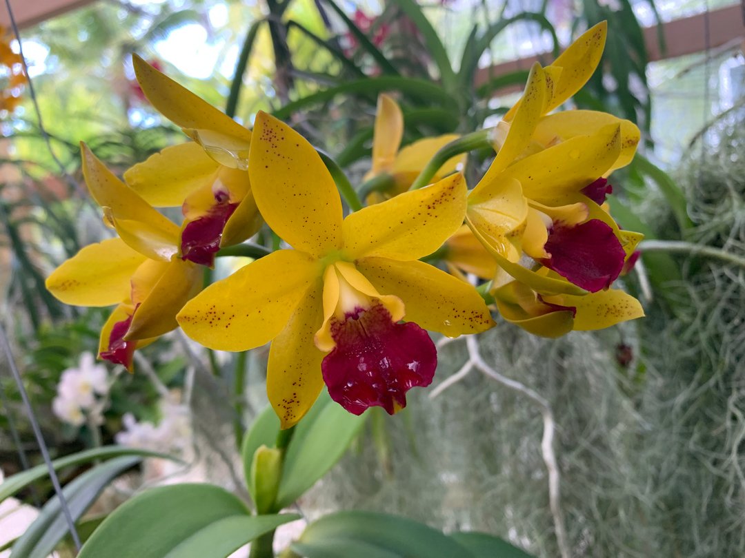 This was a surprise appearance! The Gold Fuchsia LC Loog Tone 'NN'.  It has been blooming for almost a month in this summer heat.  The orchids continue to burst with colors. #Southfloridaorchids, #Orchids, #bloomingflowers, #vandaorchids, #Orchidsociety, #growingorchids, #orchidc