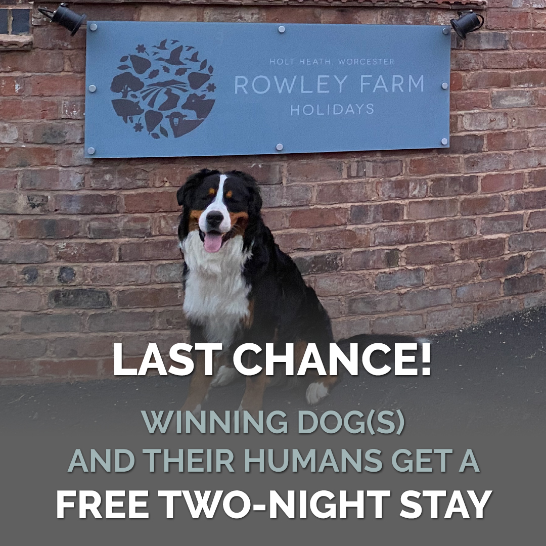 🐶 We want to say a huge thanks to everyone who has entered our Ruff Reviewer competition! 

For those that haven't entered yet, you have just four days left to tell us why your perfect pooch deserves to win. 📸

Competition closes at 7pm on Sunday. 

rowleyfarmholidays.co.uk/ruff-reviewer/…