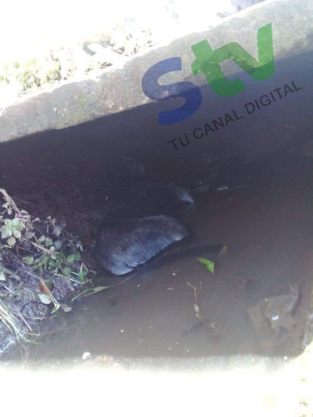 fundacionhuelli's tweet photo. MÁXIMA URGENCIA! 
HACE UN DÍA! (Sonsonate)
Perrito golpeado bajo cuneta, sobre la carretera CA 8 kilo 65, de San Salvador hacia Acajutla a 100 mts de la terminal de buses 205, al intentar sacarlo llora porque tiene una pata quebrada, amigos cercanos a la zona que puedan ayudar https://t.co/83LzgP4tv4