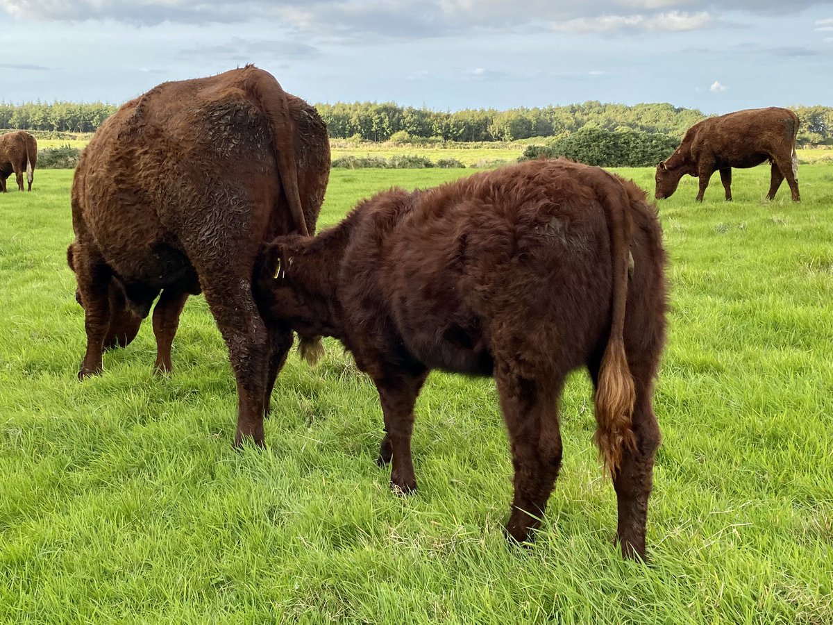 Niall Hunt tweet media