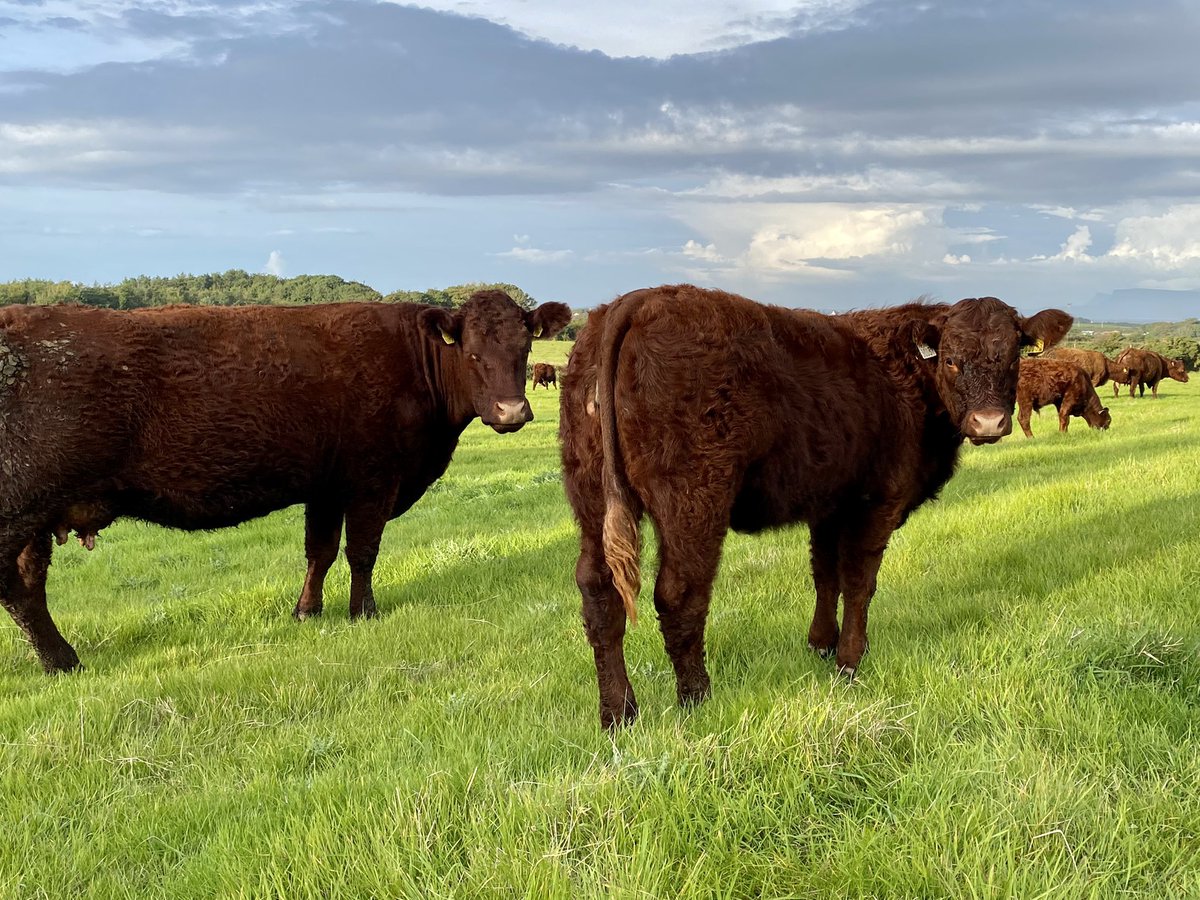 Niall Hunt tweet media