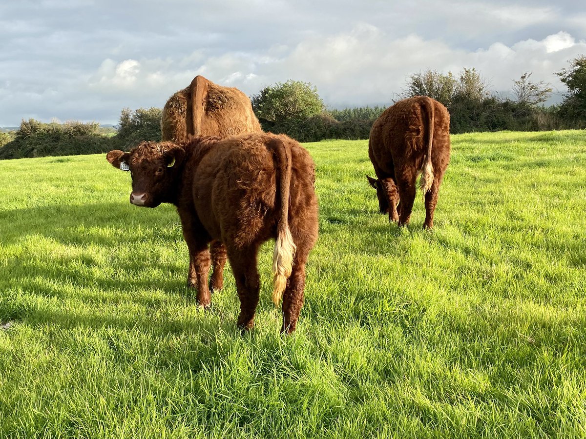 Niall Hunt tweet media