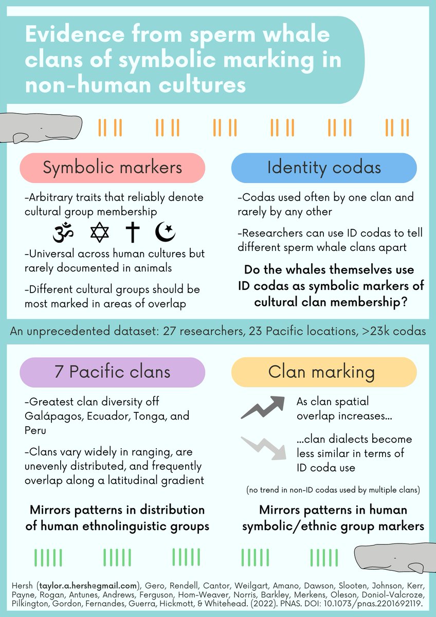 Taylor Hersh tweet media