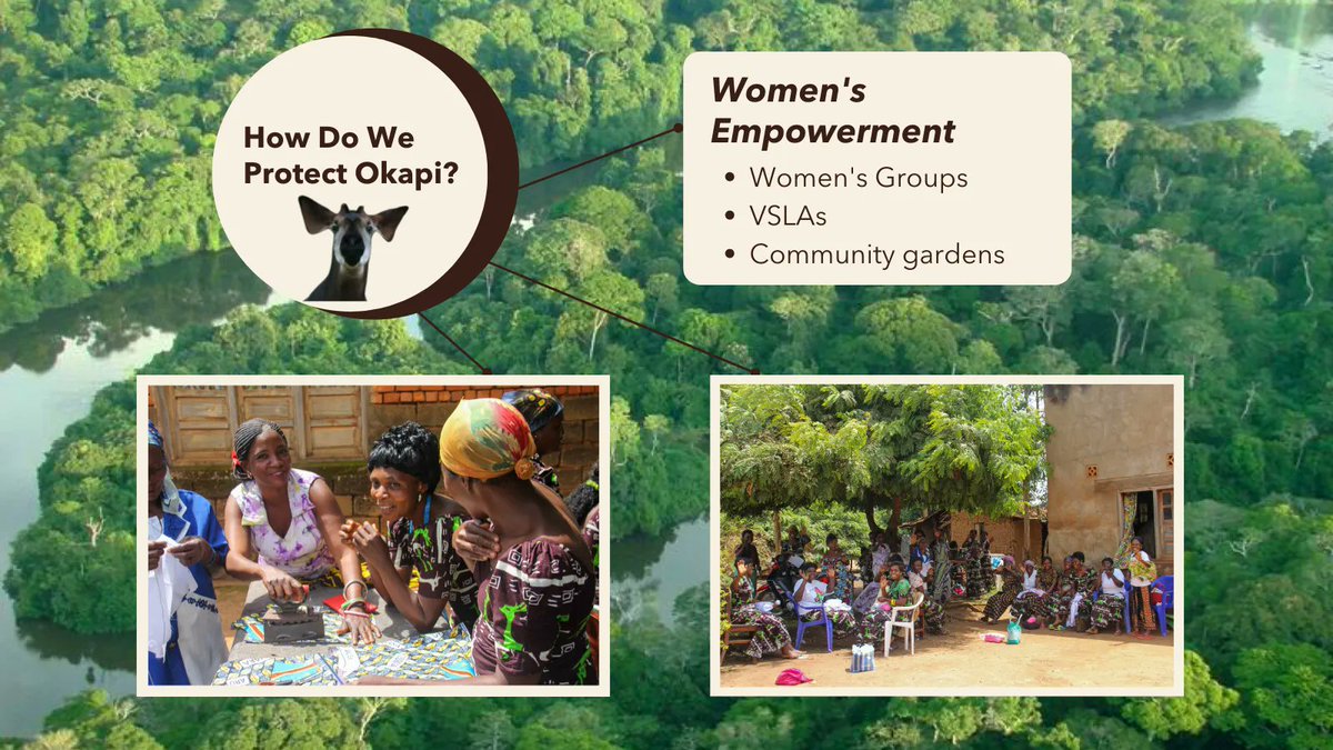 Women are important stakeholders in the use and protection of forest resources and biodiversity. OCP empowers Women’s Groups at five extensions to support a platform for women to improve livelihoods and well-being in partnership with our agroforestry program.