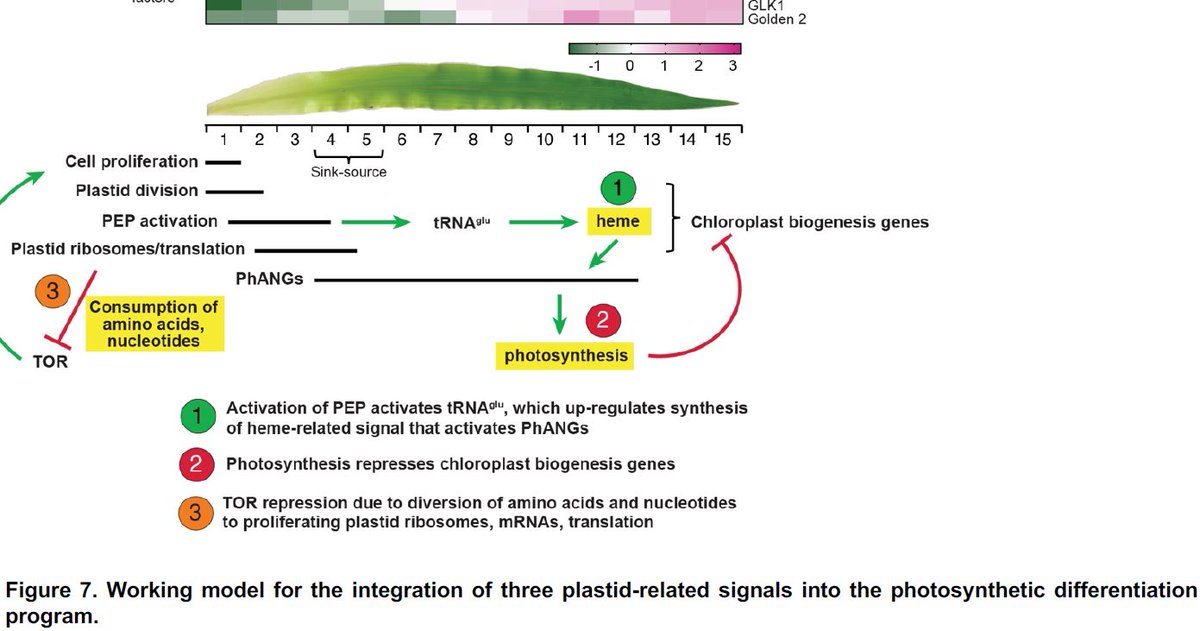 ThePlantCell's tweet photo. Correlated retrograde and developmental regulons implicate multiple retrograde signals as coordinators of chloroplast development in maize (Rennie Kendrick, Prakitchai Chotewutmontri, Susan Belcher, Alice Barkan @uoregon ) https://t.co/ywtqz8BJBf @ASPB #PlantSci https://t.co/wKuTttL3mb
