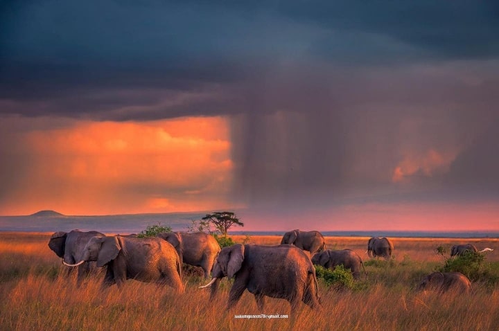 The magnificent capture from Seronera (Serengeti national park)