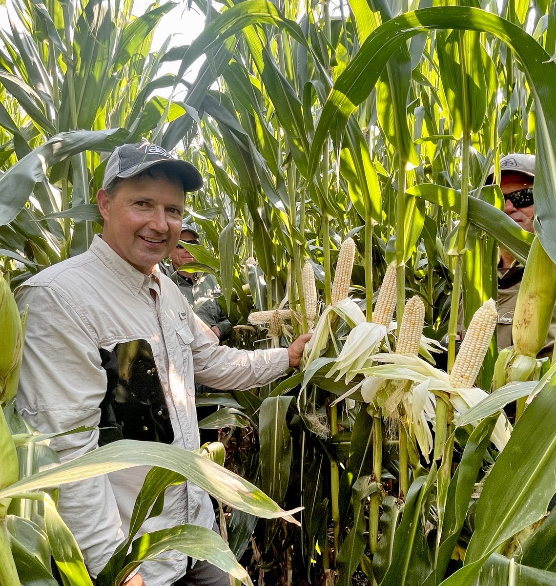 Pioneer’s new P1408W brings together strong agronomics, plant stature, grain quality and yield.  ⁦<a href="/PioneerSeeds/">Pioneer Seeds U.S.</a>⁩