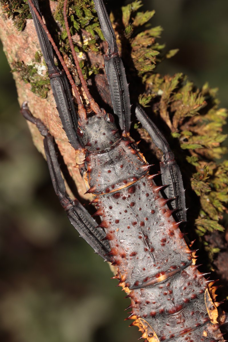 HarbsPics's tweet photo. Eurycantha horrida "Popondetta", a holy grail for stick insect keepers for many years.#stickbugs https://t.co/6gQWfF6SE3