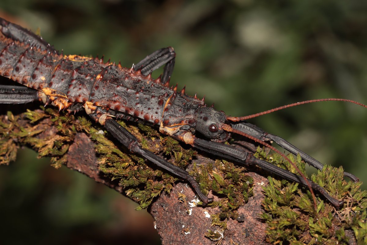 HarbsPics's tweet photo. Eurycantha horrida "Popondetta", a holy grail for stick insect keepers for many years.#stickbugs https://t.co/6gQWfF6SE3