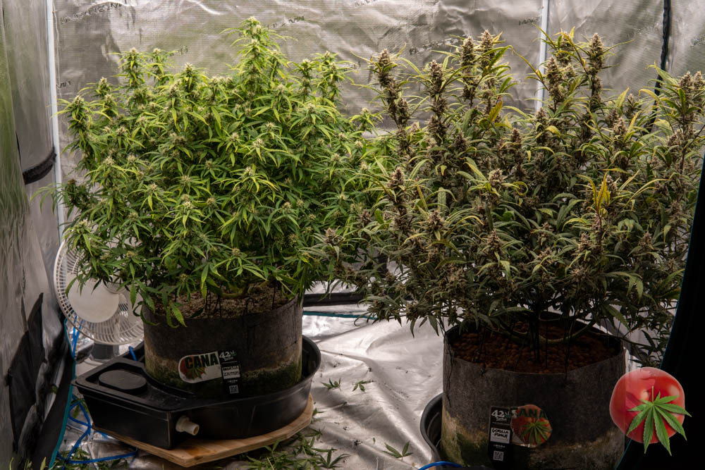 canamatoes's tweet photo. My 2 Fastbuds๐ฅ Amnesia Zkittles L & Gorilla Punch R. Day 72 for both in the 5x5 MegaPot's & Monkey Nutrients rock!
Moving on to brighter led days..
Check out my Cana Diaries of all my plants on my website https://t.co/ZLWQhc21OP
@Fast_Buds
#canacommunity
#Mmemberville https://t.co/D0CC8f5QYi